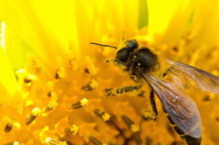 Sunflowerの写真素材