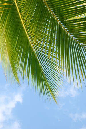 Freshy Green Blueの写真素材