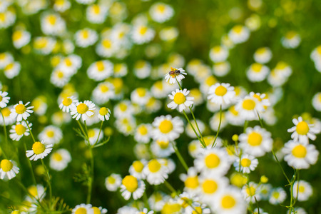 Flower and Insectの写真素材