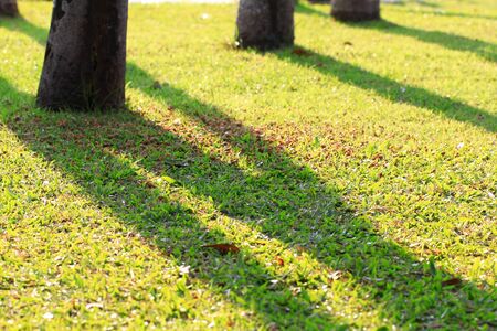 grassの写真素材