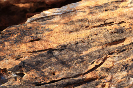 timber