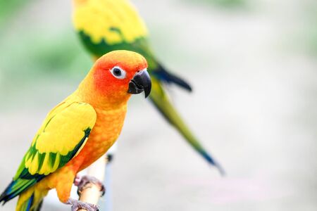 lovebirdsの写真素材