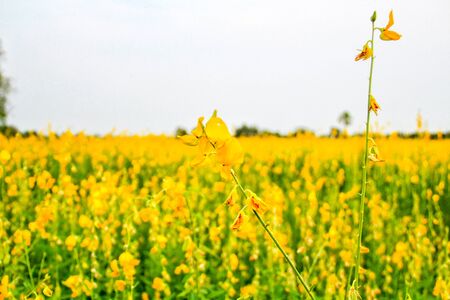 Crotalaria junceaの写真素材