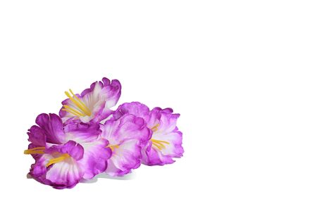 orchidの写真素材