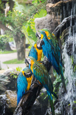 parrotの写真素材