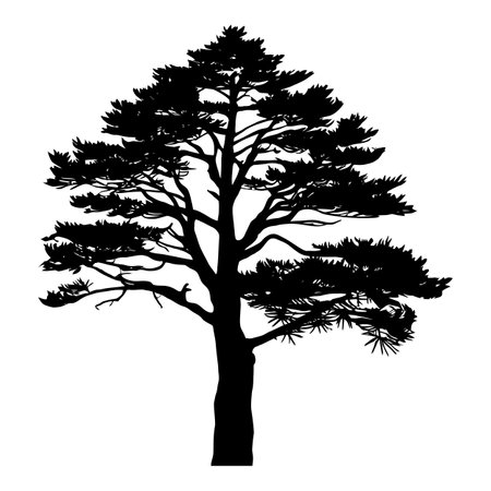 Pine tree silhouette isolated on white background. Pine tree vector illustration.のイラスト素材