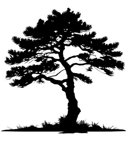 Silhouette of pine tree on white background. Vector illustration.のイラスト素材