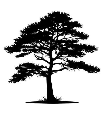 Silhouette of pine tree on white background. Vector illustration.のイラスト素材