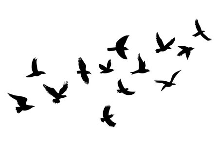Silhouettes of flying birds on a white background. Vector illustrationのイラスト素材