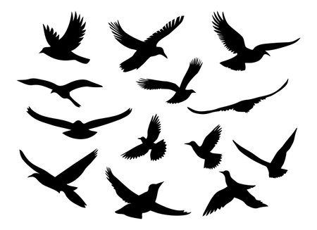 Set of black silhouettes of flying birds. Vector illustration isolated on white background.のイラスト素材