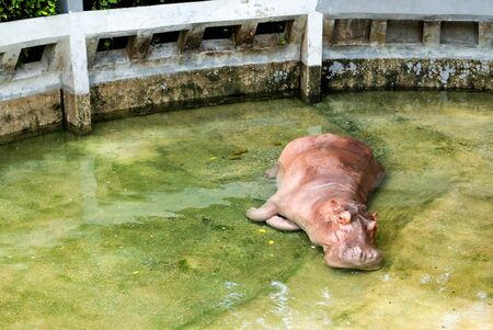 Hippopotamus sleep in the waterの写真素材