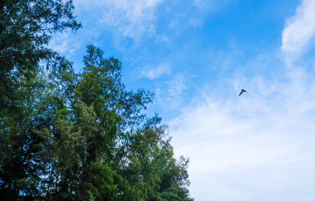 A bird flying in the blue sky with clouds and treesの写真素材