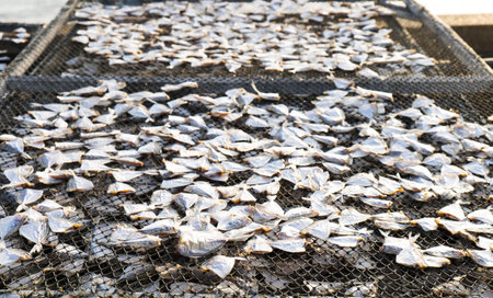 Dried Fish form the sea in Thailand