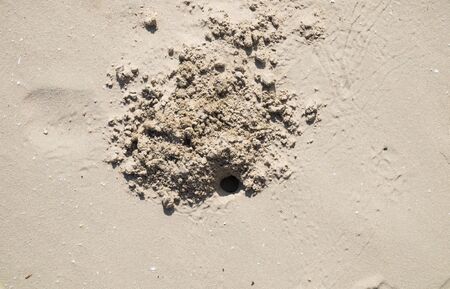 A crabs holes on beach sand, house of crabの写真素材
