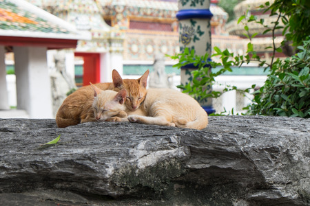 Two cute cats sleeping together on huge rock in the gardenの写真素材