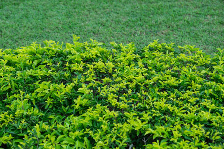 Green grass texture background with green leaves