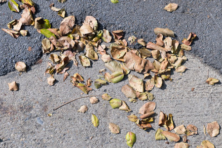 Dry leaves on the ground