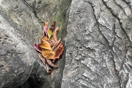 Dry leaves on the rock groundの写真素材