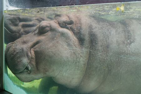 Two hippopotamus sleeping in the waterの写真素材