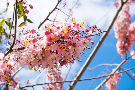 Cassia bakeriana or Kanlapaphruek flowers with blue skyの写真素材