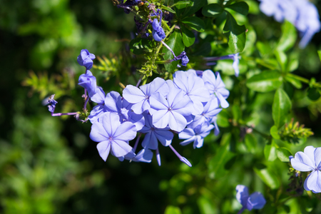Purple flowers blooming in the gardenの写真素材