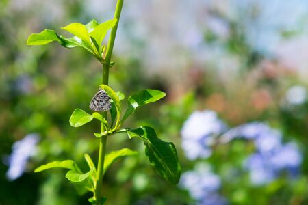 Butterfly on leaves flowerの写真素材