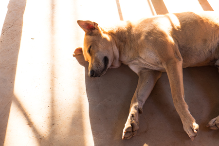 A dog lay down on the floor with sunlightの写真素材