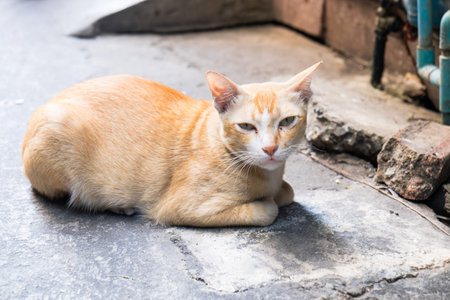 A cute cat lay down and looking at you with yellow eyesの写真素材