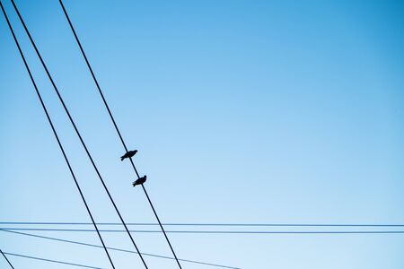 A couple of pigeon birds on a wire with blue skyの写真素材