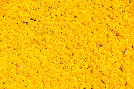 Flowers of Marigold, Marigolds backgroundの写真素材