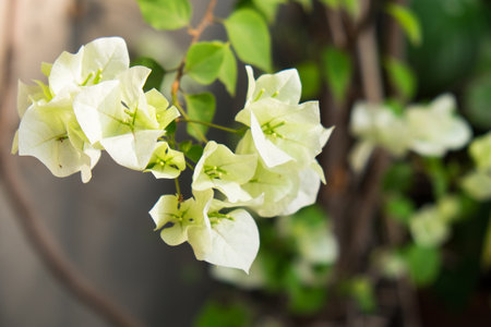 Close up beautiful flower backgroundの写真素材