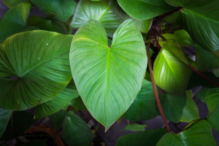 Green heart-shaped leaves