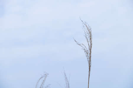 Grass and blue sky in the morningの写真素材
