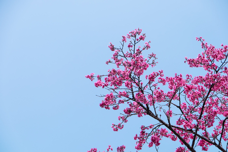 Beautiful cherry blossom in spring day with blue skyの写真素材