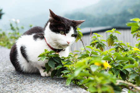 A cat with view of mountain, close upの写真素材