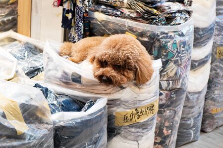 A cute dog lay down on a big bagの写真素材