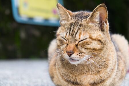 A cat sleeping in the garden, close upの写真素材