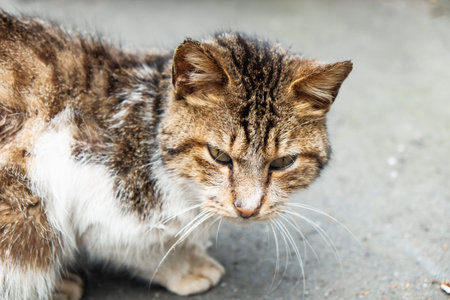 A cat in the park, close upの写真素材