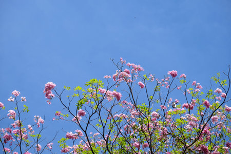 Full of bloom pink trumpet trees with blue sky