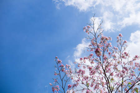Full of bloom pink trumpet trees with blue skyの写真素材