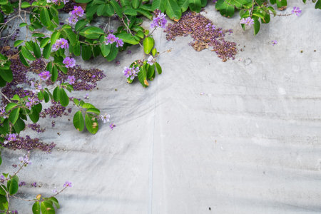 Purple flowers on the white background