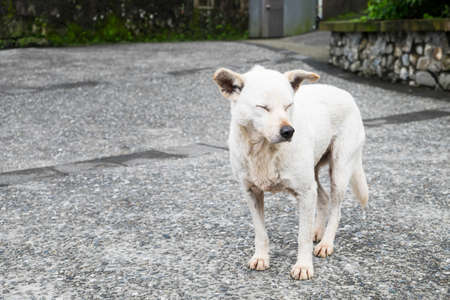 A white dog close his eyes in the gardenの写真素材