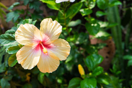 Beautiful yellow flowers texture backgroundの写真素材
