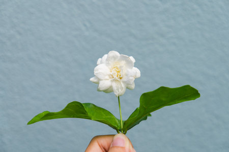 A girl hands holding white jasmine flowers, This flower is symbol of Thailand Mother's Day