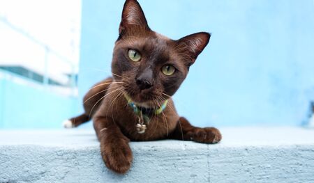 A cute cat lay down and looking at you on blue backgroung, Lack of right earの写真素材