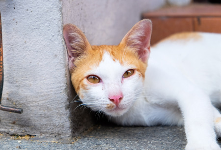 Half body a cute cat portrait in the outdoorの写真素材
