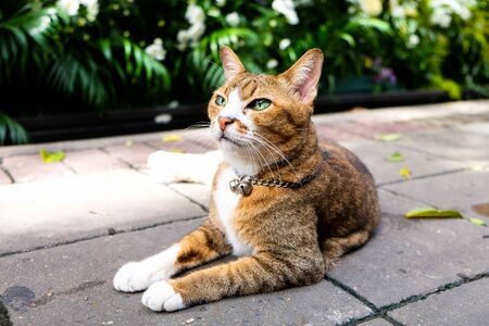 Smart cat sitting and looking for someone in the gardenの写真素材