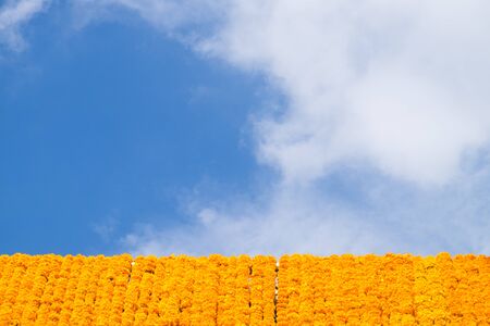 Marigolds line with blue sky in the morningの写真素材