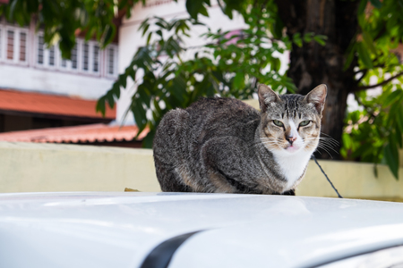 Cat on the car and looking at youの写真素材