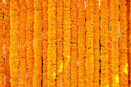 Marigold yellow flowers texture background, close upの写真素材
